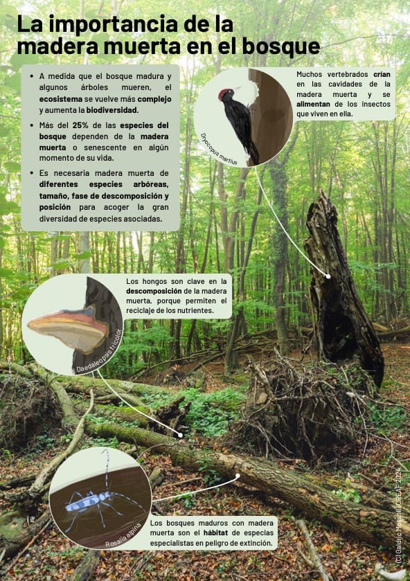 Infografia sobre la importància de la fusta morta en els boscos. Disseny: Galdric Mossoll | CREAF