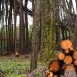 Gestió forestal sostenible a Catalunya