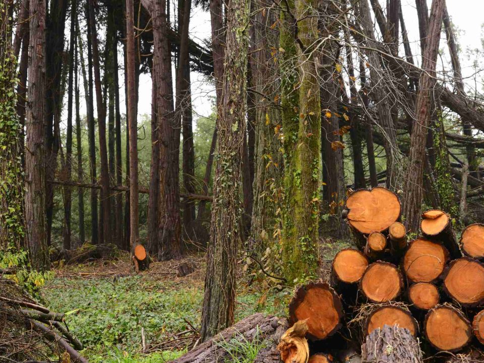 Gestió forestal sostenible a Catalunya