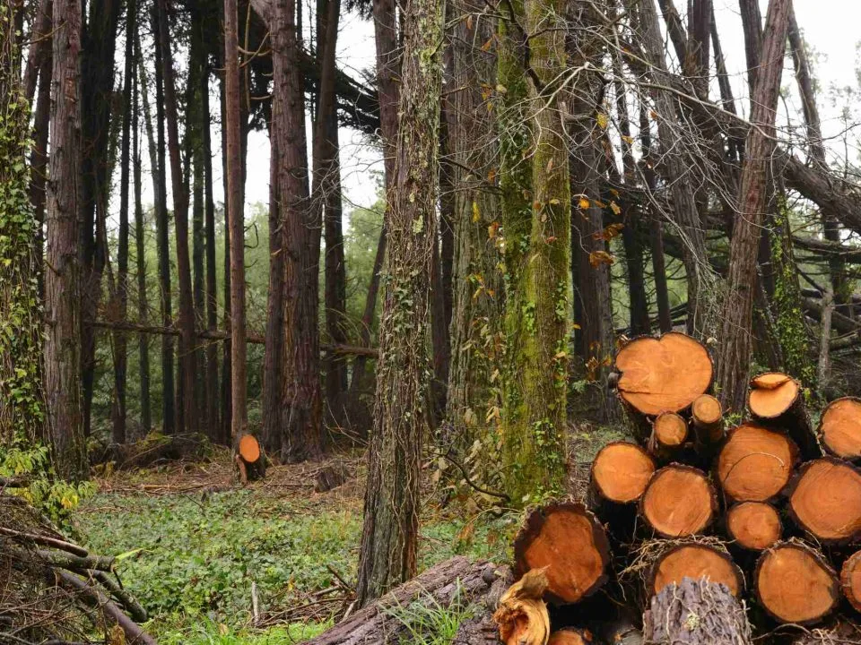 Gestió forestal sostenible a Catalunya