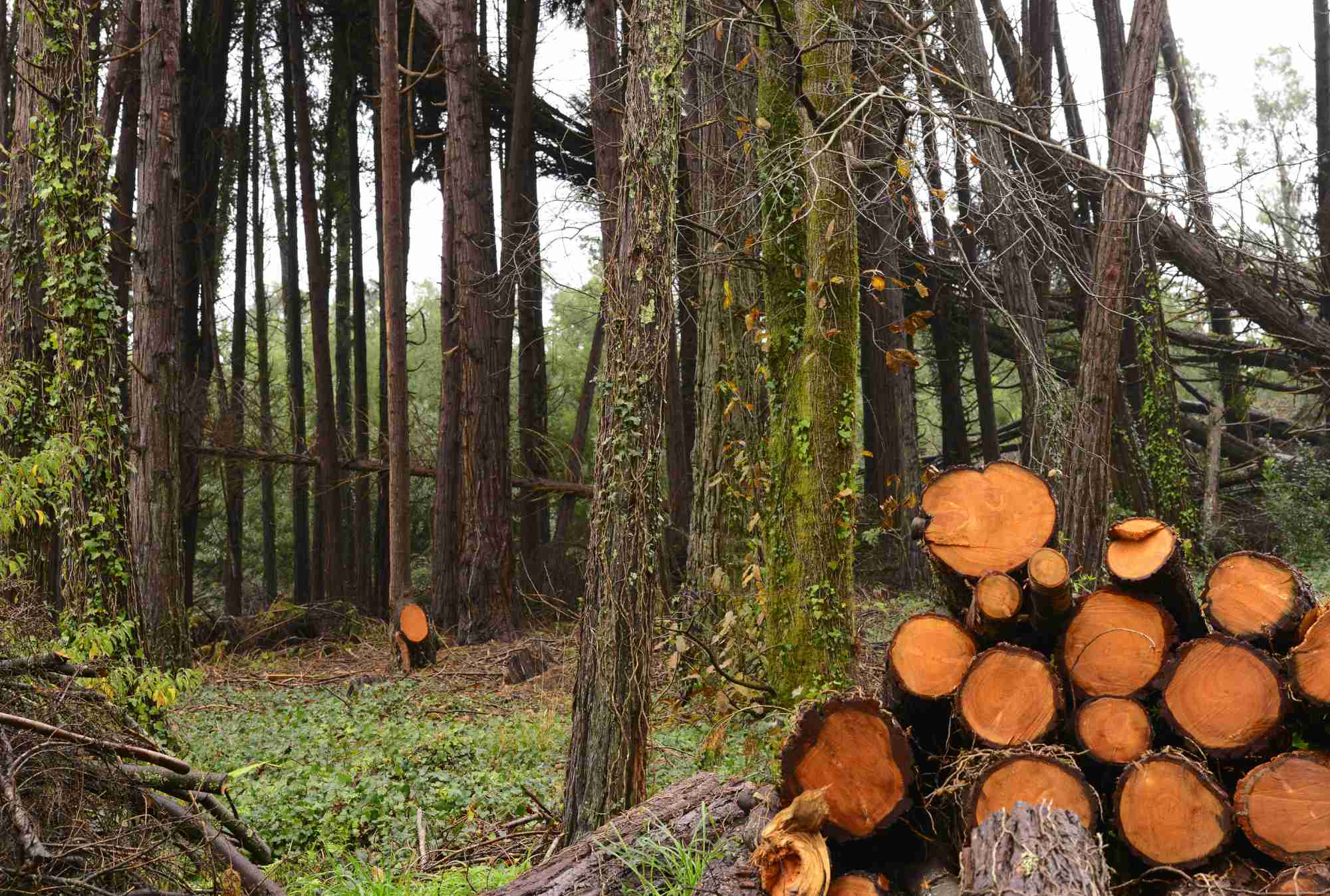 Gestió forestal sostenible a Catalunya