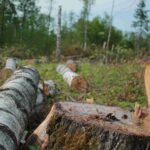 Gestión forestal de árboles cortados