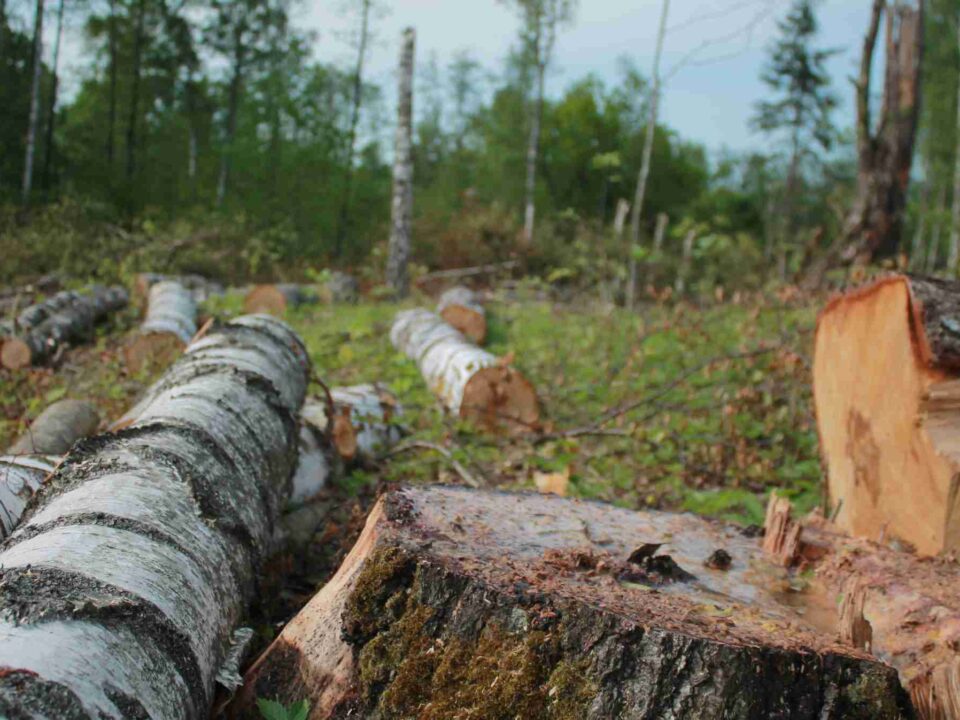 Gestión forestal de árboles cortados