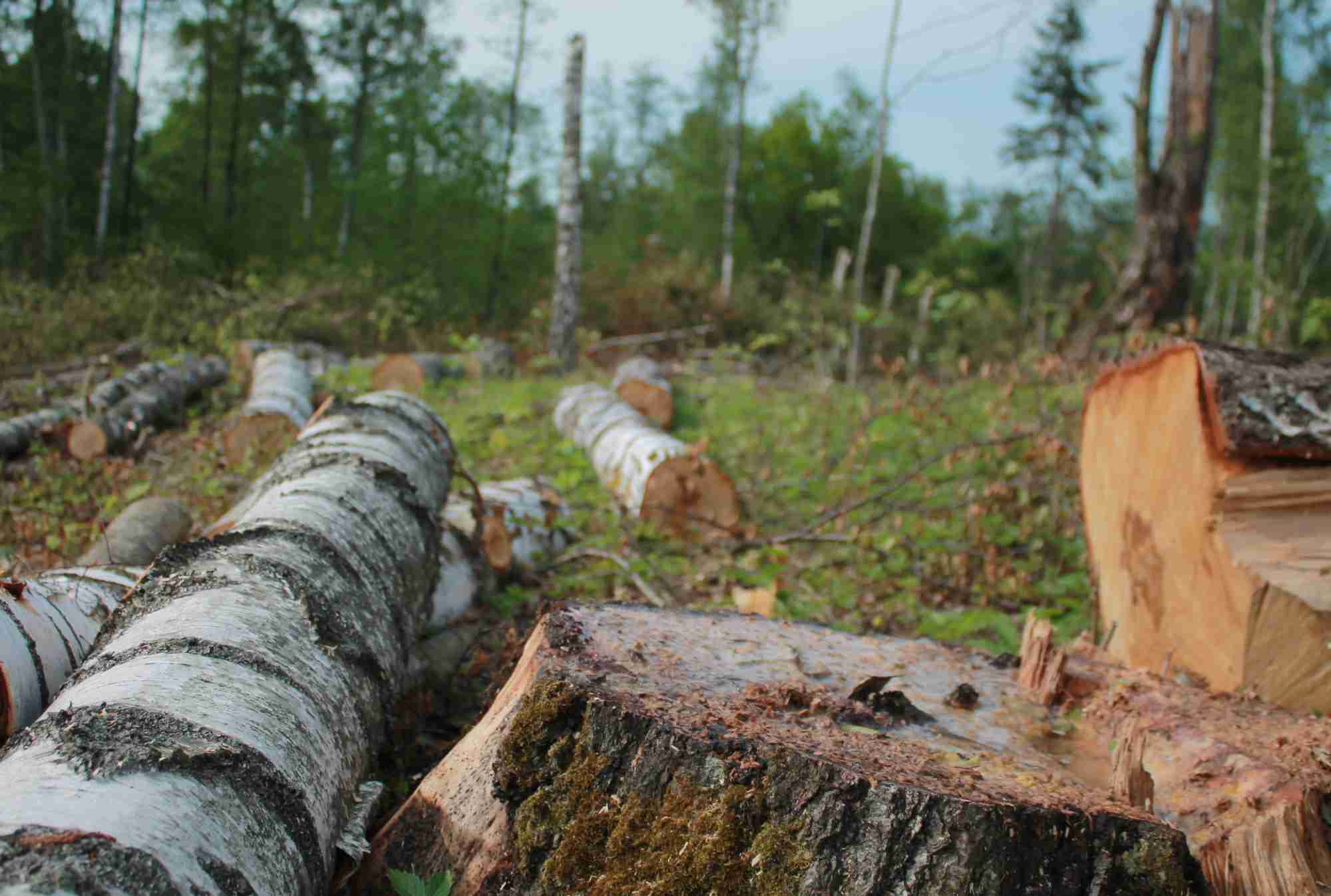 Gestión forestal de árboles cortados