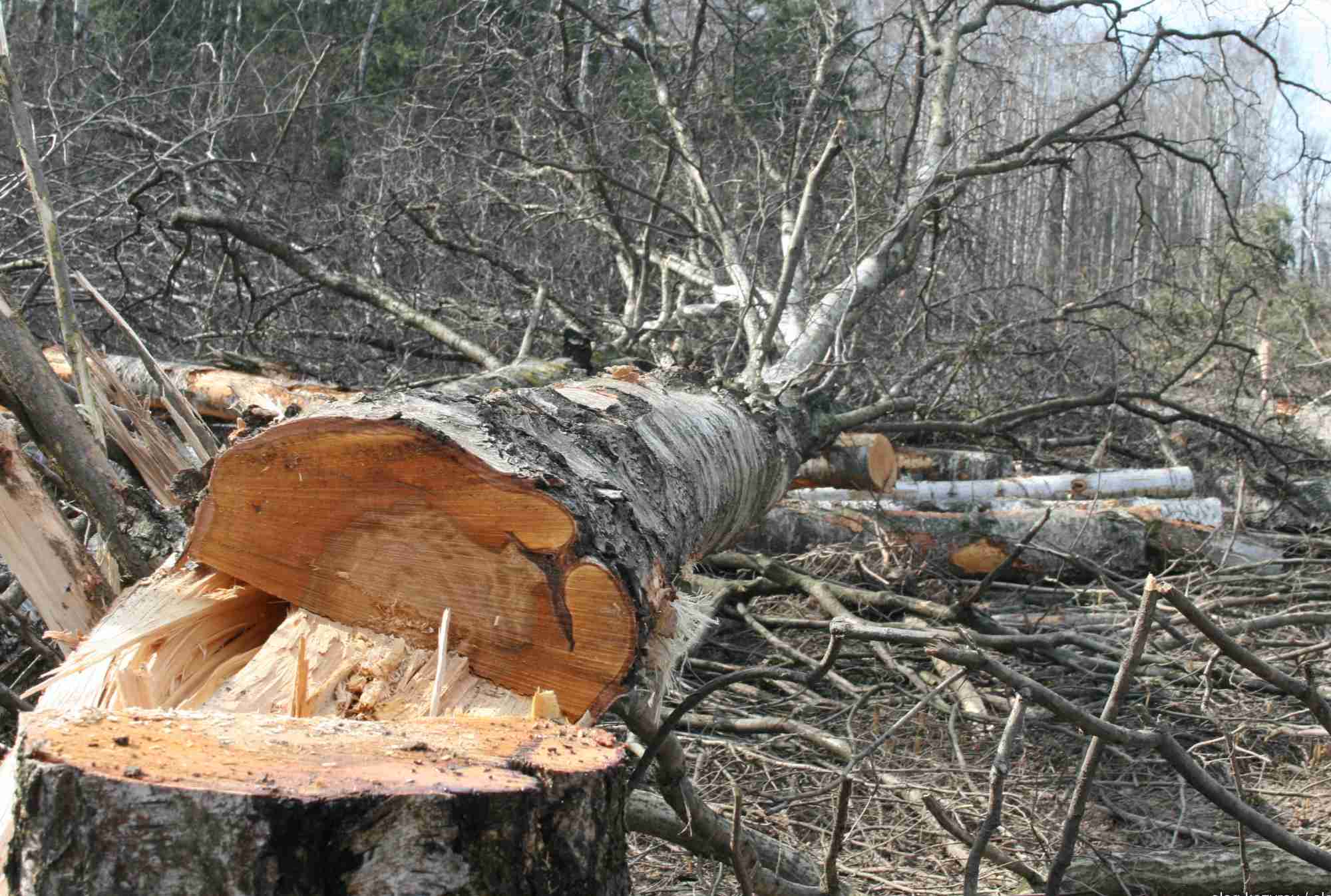 Gestión forestal de árboles cortados