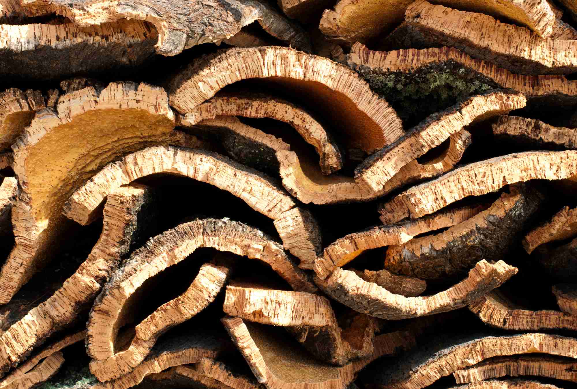 Els peladors catalans de suro