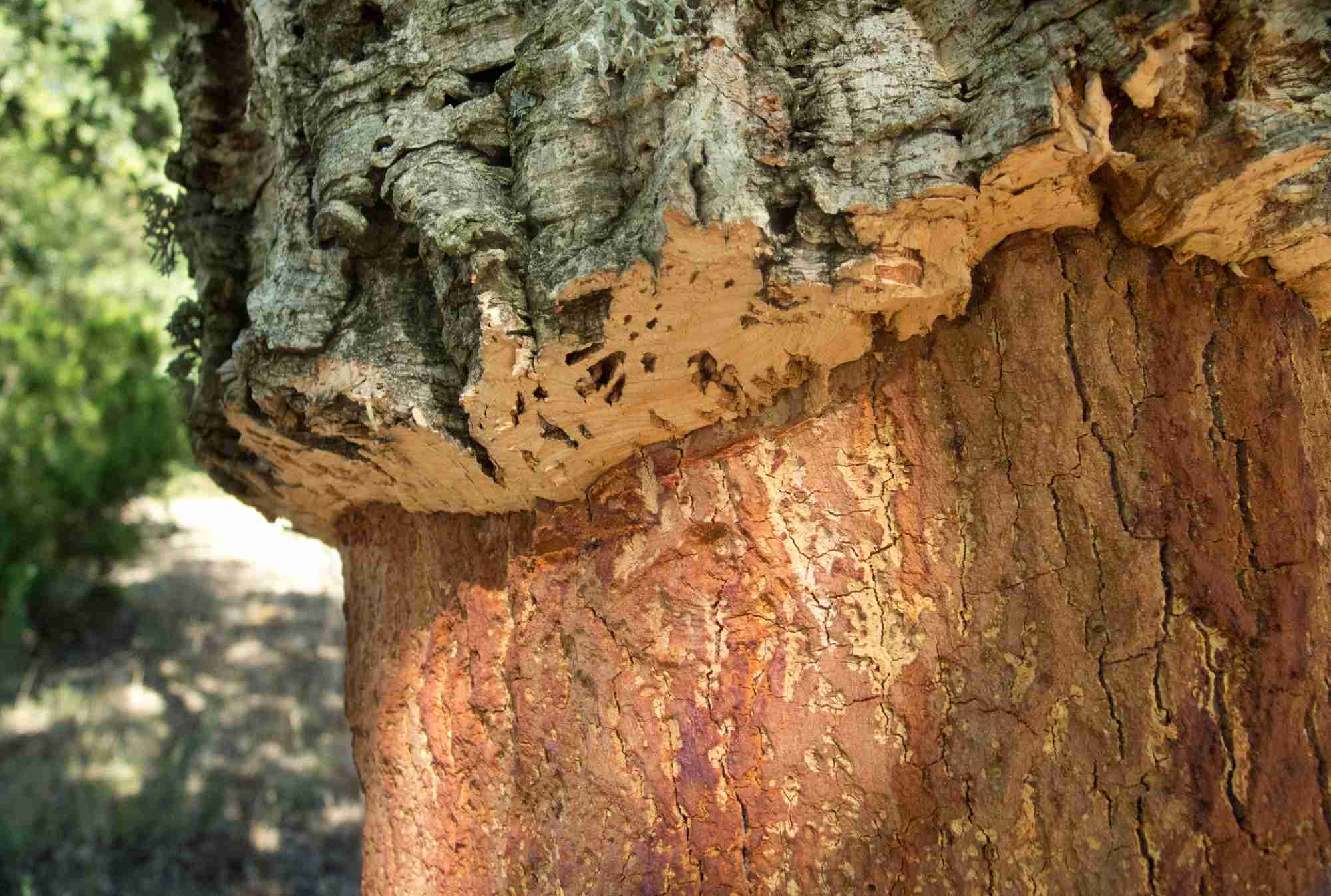 Els peladors catalans de suro