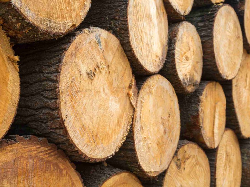 Troncos de madera (2)